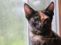 Wags to Whiskers volunteers