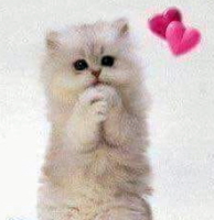 Support our rescue animals