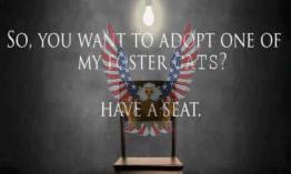 Houston Area Cats and Kittens