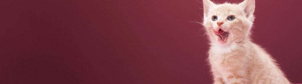 Wags to Whiskers — Help us pave a pathway to forever